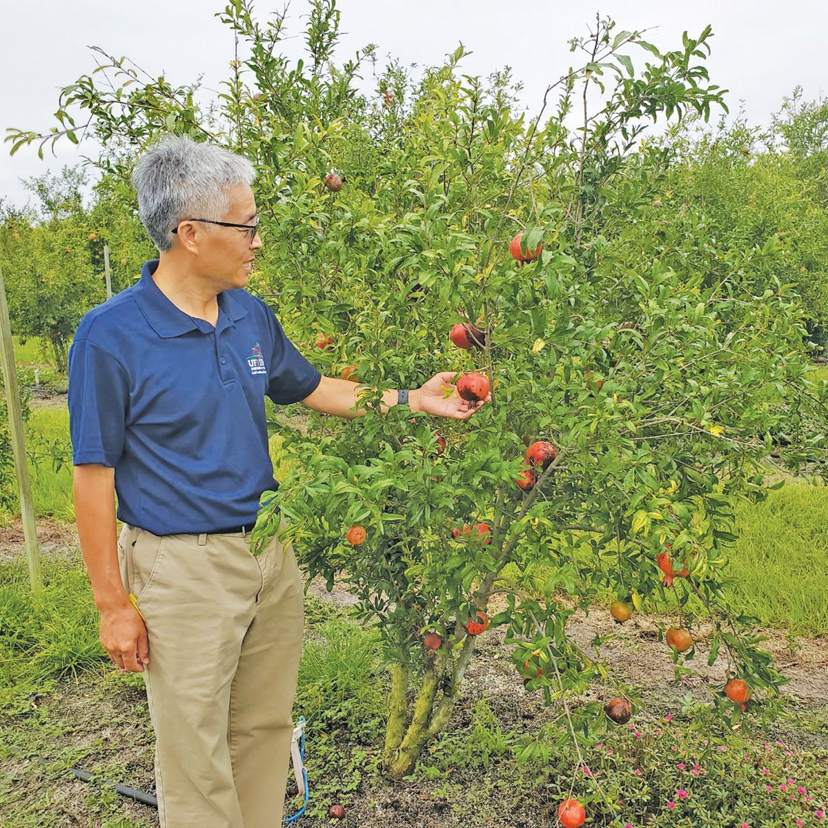 Dr. Zhanao Deng showing a pomegranate still on a tree on his research farm at the Gulf Coast Research and Education Center.
